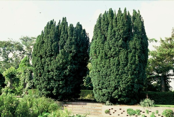 Taxus baccata 'Fastigiata'