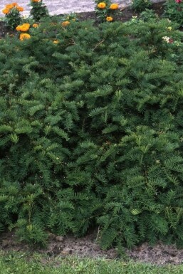 Taxus baccata 'Repandens' Krypidegran buske 20-30 i kruka C2