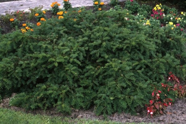 Taxus baccata 'Repandens'