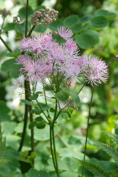 Thalictrum aquilegiifolium