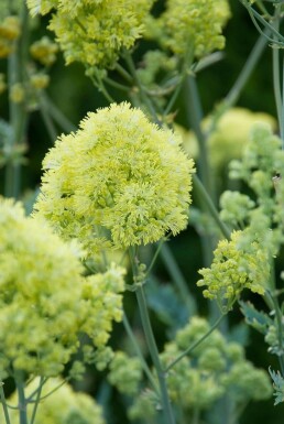 Thalictrum flavum subsp. glaucum