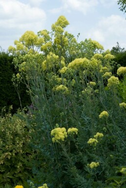 Thalictrum flavum subsp. glaucum