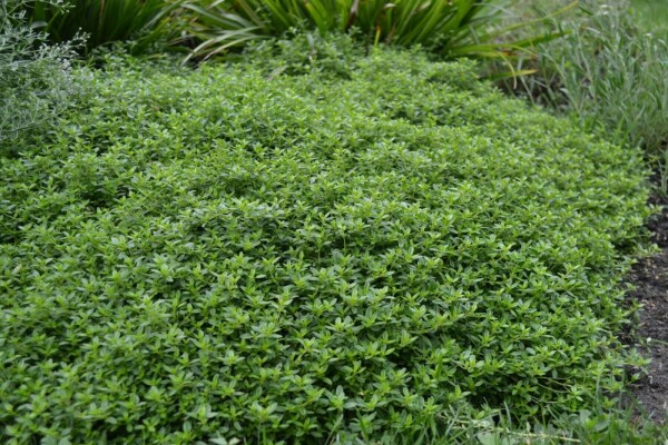 Thymus × citriodorus 'Aureus'