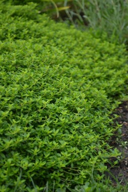 Thymus × citriodorus 'Aureus'