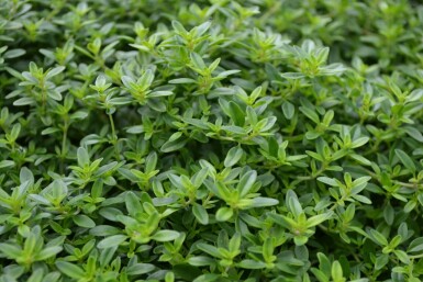 Thymus × citriodorus 'Aureus'