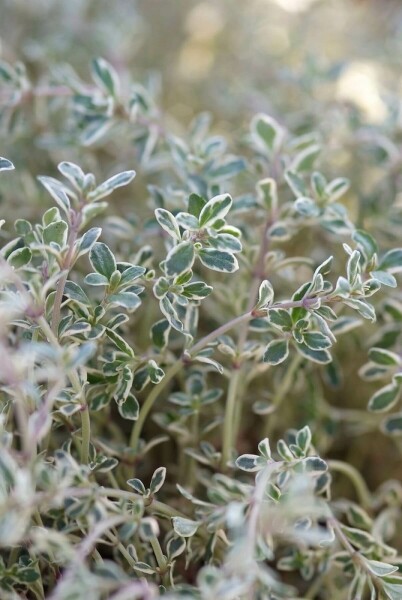 Thymus × citriodorus 'Silver Queen'