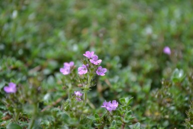 Thymus praecox 'Coccineus' Junitimjan 5-10 i kruka P9