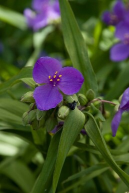 Tradescantia 'Zwanenburg Blue'