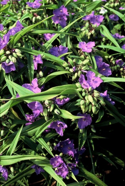 Tradescantia 'Zwanenburg Blue'