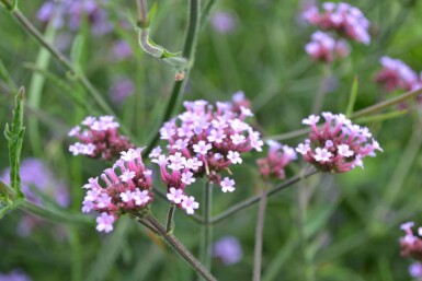 Verbena bonariensis 'Lollipop'