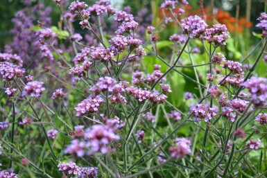 Verbena bonariensis 'Lollipop'