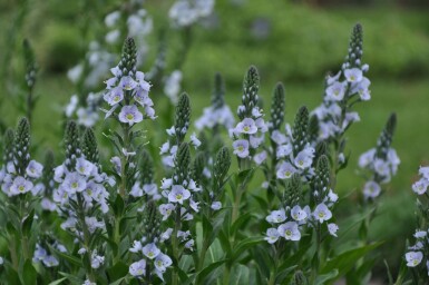 Veronica gentianoides