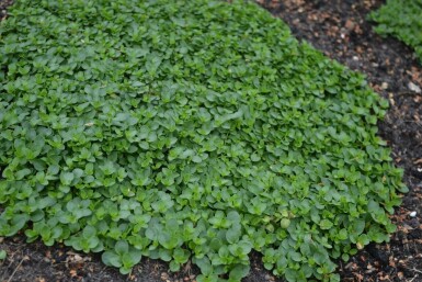 Veronica repens