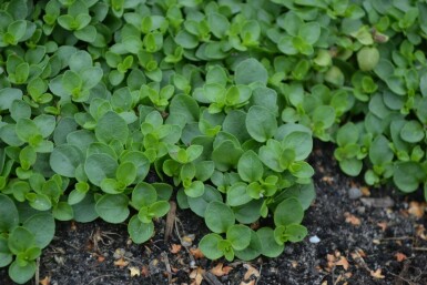 Veronica repens