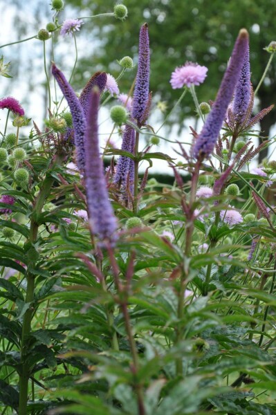 Veronicastrum sibiricum 'Red Arrows'