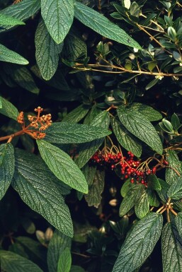 Viburnum rhytidophyllum