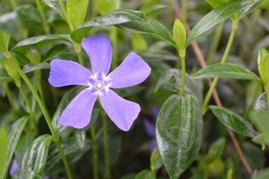 Vinca minor