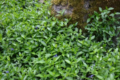 Vinca minor