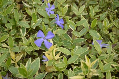 Vinca minor 'Argenteovariegata'