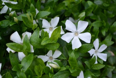 Vinca minor 'Gertrude Jekyll'