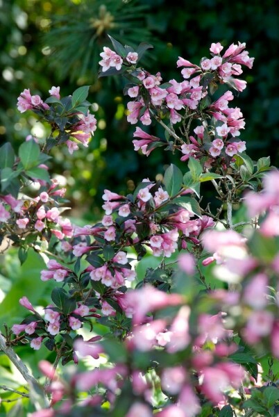 Weigela florida 'Foliis Purpureis'