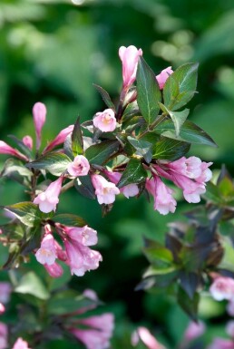 Weigela florida 'Foliis Purpureis'