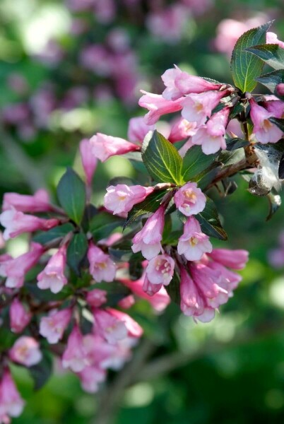 Weigela florida 'Foliis Purpureis'