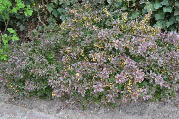 Berberis thunbergii 'Atropurpurea Nana'