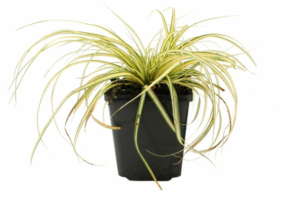 Carex oshimensis 'Evergold'