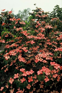 Cornus kousa 'Satomi'