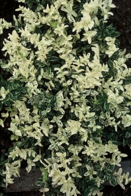 Euonymus fortunei 'Harlequin'