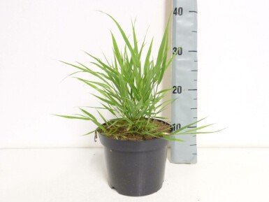 Hakonechloa macra