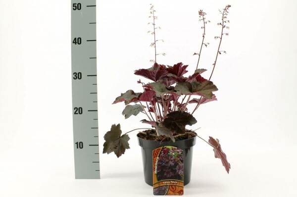 Heuchera micrantha 'Palace Purple'