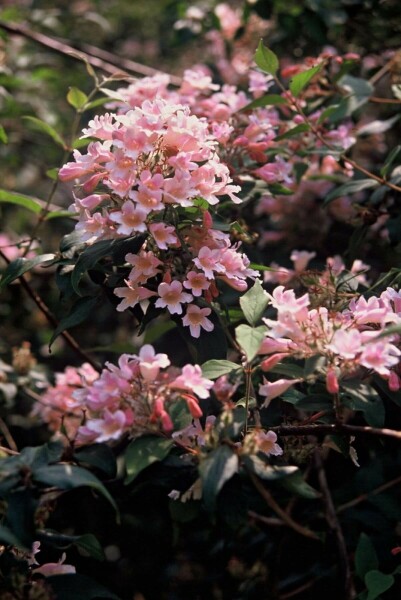 Kolkwitzia amabilis 'Pink Cloud'