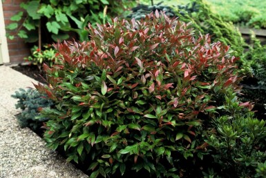 Leucothoe 'Zeblid'