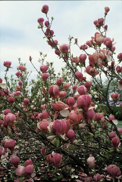 Magnolia × soulangeana 'Lennei'