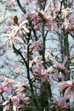 Magnolia stellata 'Rosea'