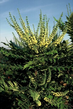 Mahonia × media 'Winter Sun'