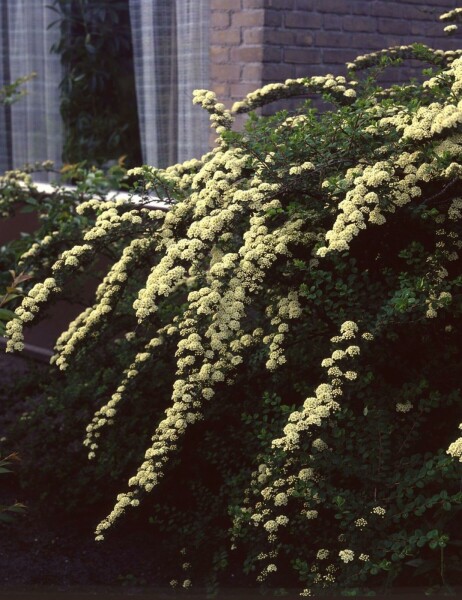 Spiraea × vanhouttei