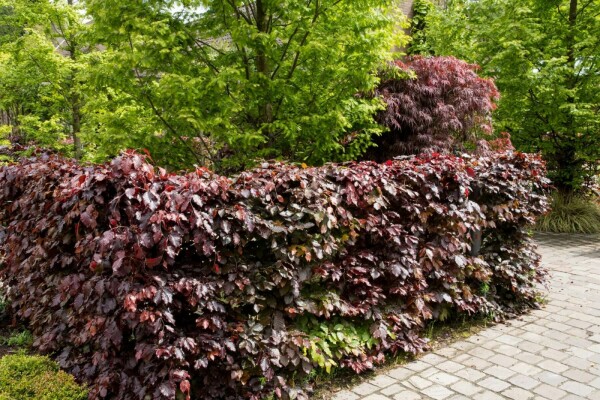 Fagus sylvatica 'Atropunicea'