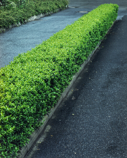 Ligustrum vulgare