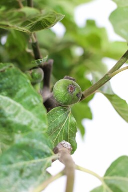 Ficus Carica bonsai 100-125 i kruka