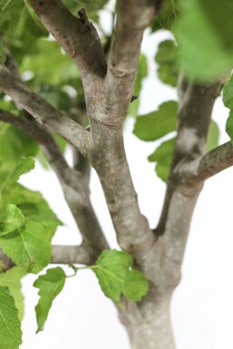 Ficus Carica bonsai 100-125 i kruka