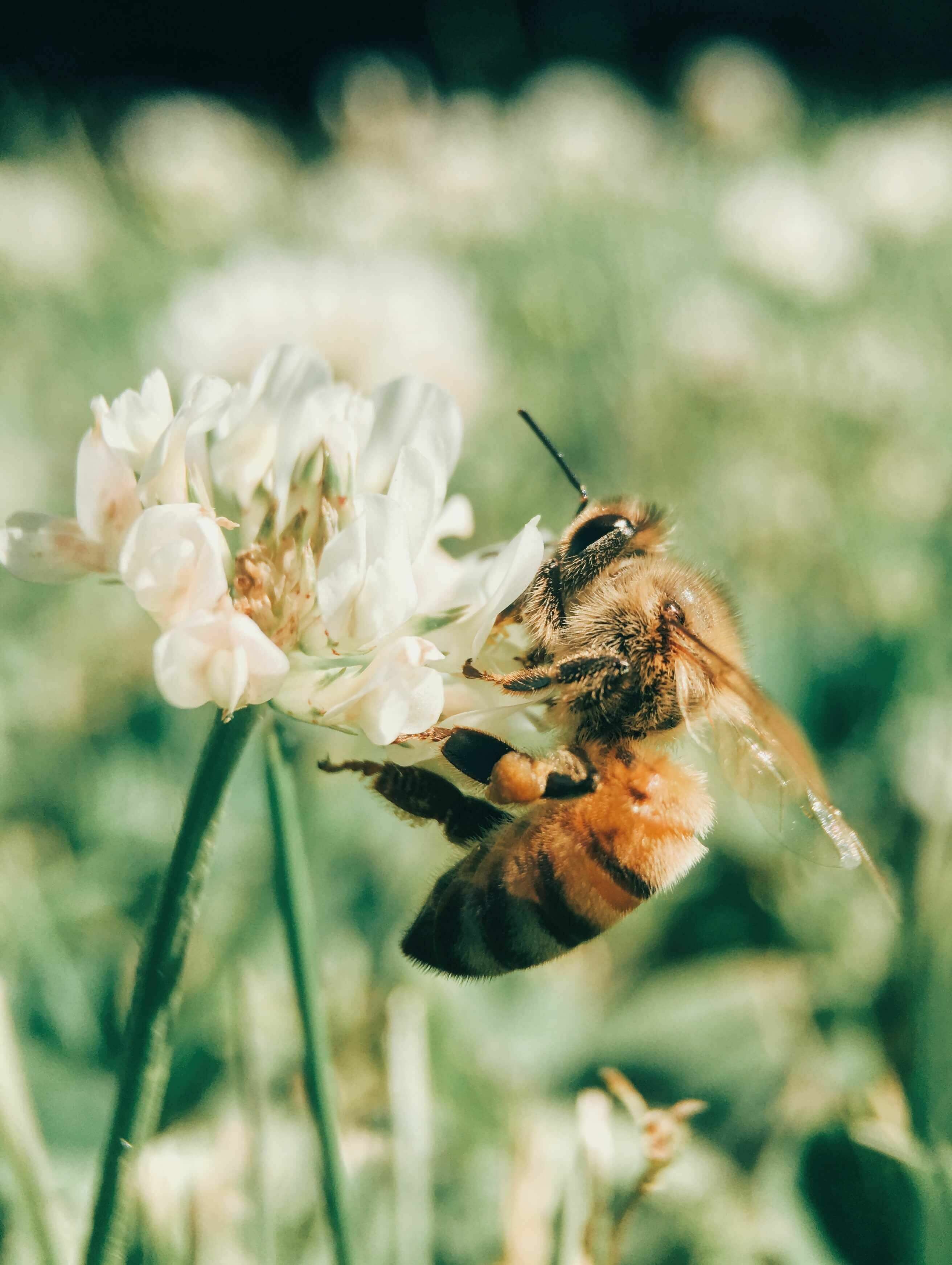 Pollinerande växter för ett biparadis!