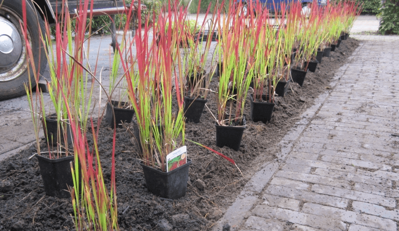 Instruktioner för plantering