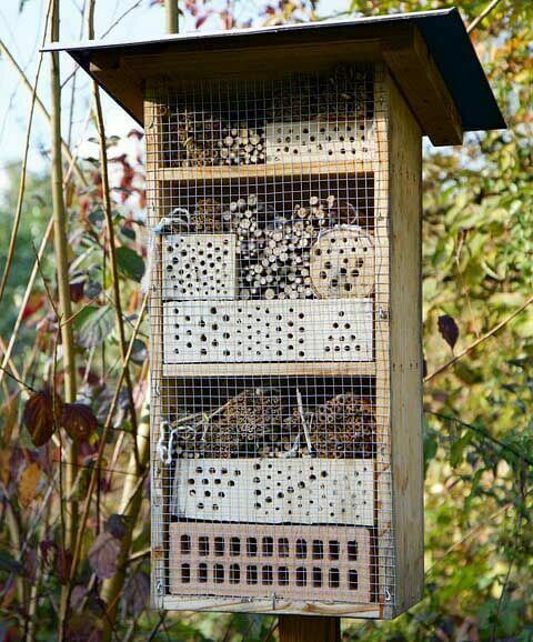 Pollinerande växter för ett biparadis!