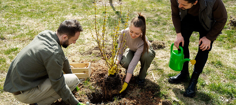 Plantering av träd på hösten: vanliga kontra ympade träd